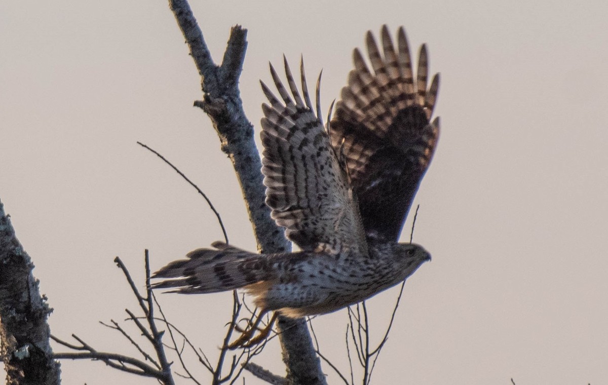 Cooper's Hawk - ML533124021