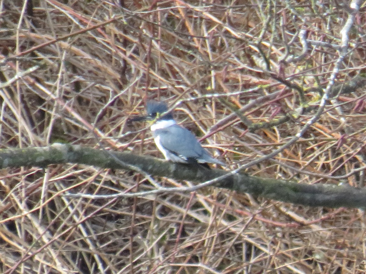 Belted Kingfisher - ML533124131