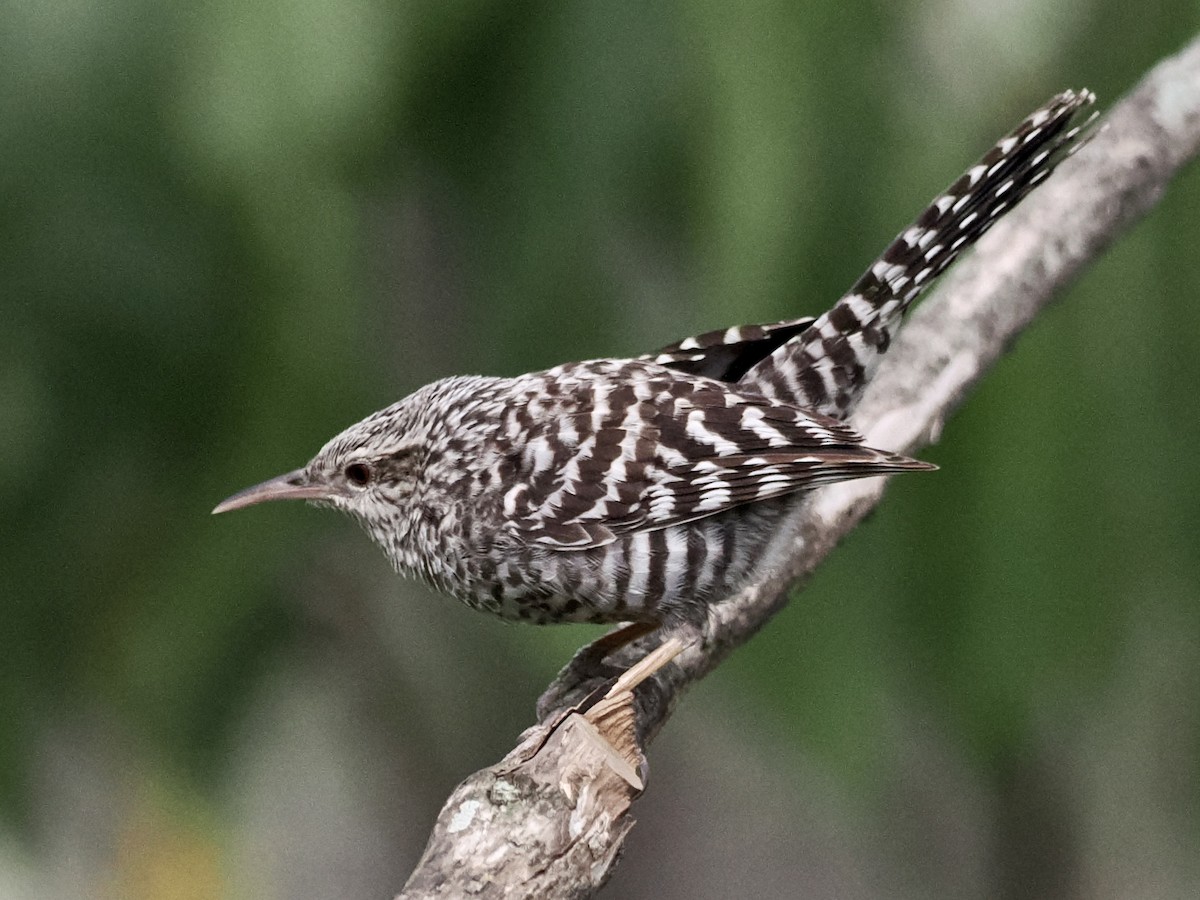 Fasciated Wren - ML533124811