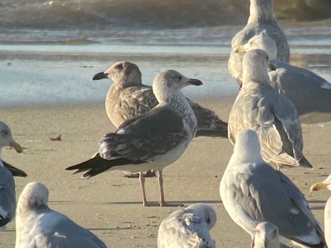 Lesser Black-backed Gull - Kaia Colestock