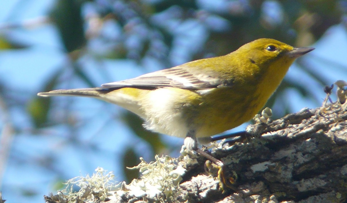 Pine Warbler - ML533127031