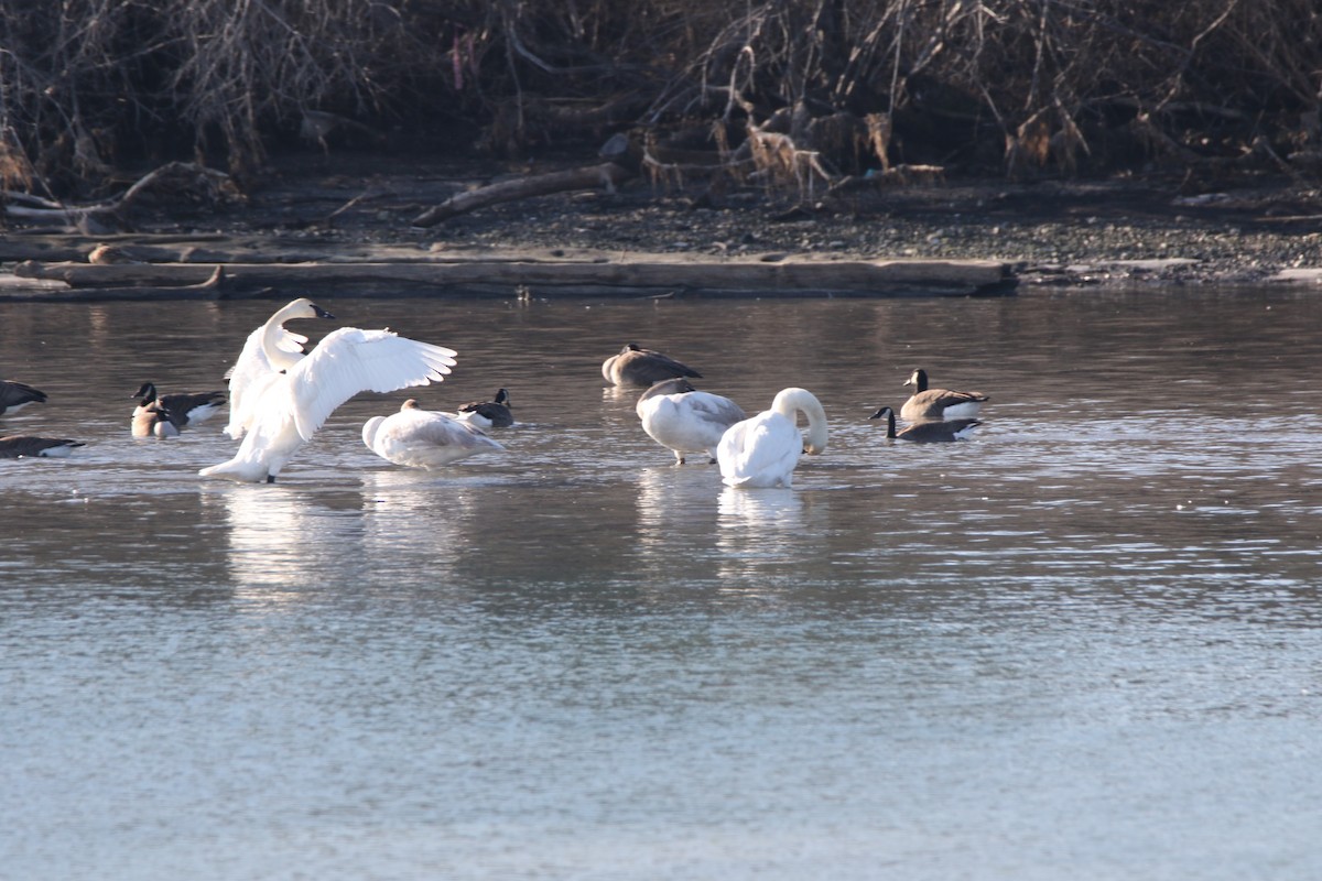 Trumpeter Swan - ML533127341