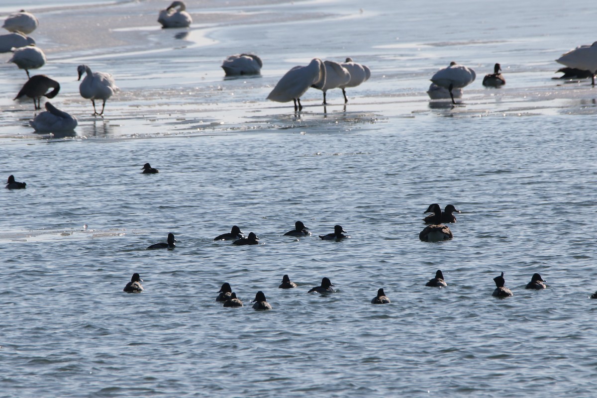 Cygne siffleur - ML533127461