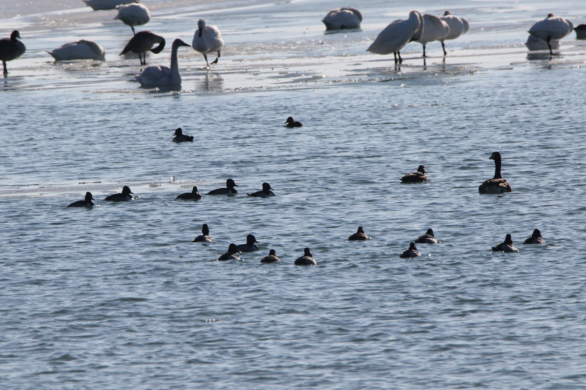 Ring-necked Duck - ML533127601