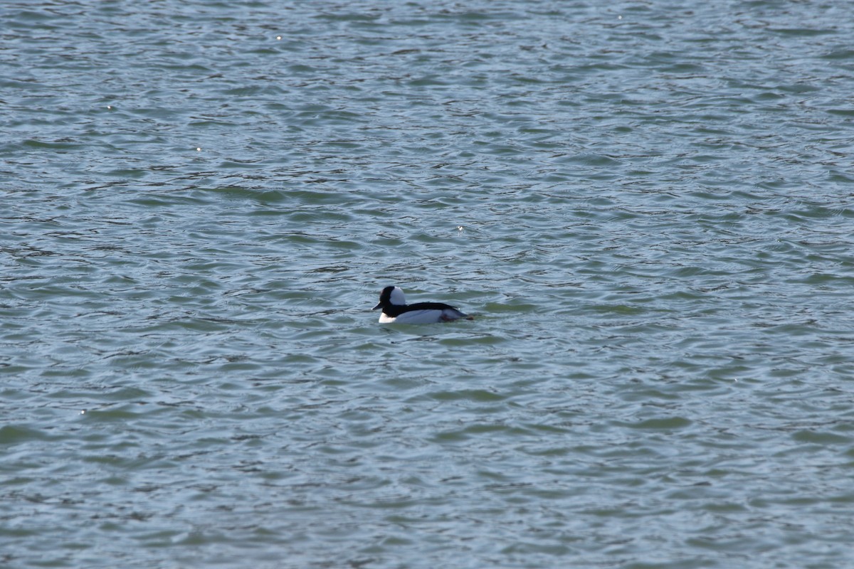 Bufflehead - ML533127891