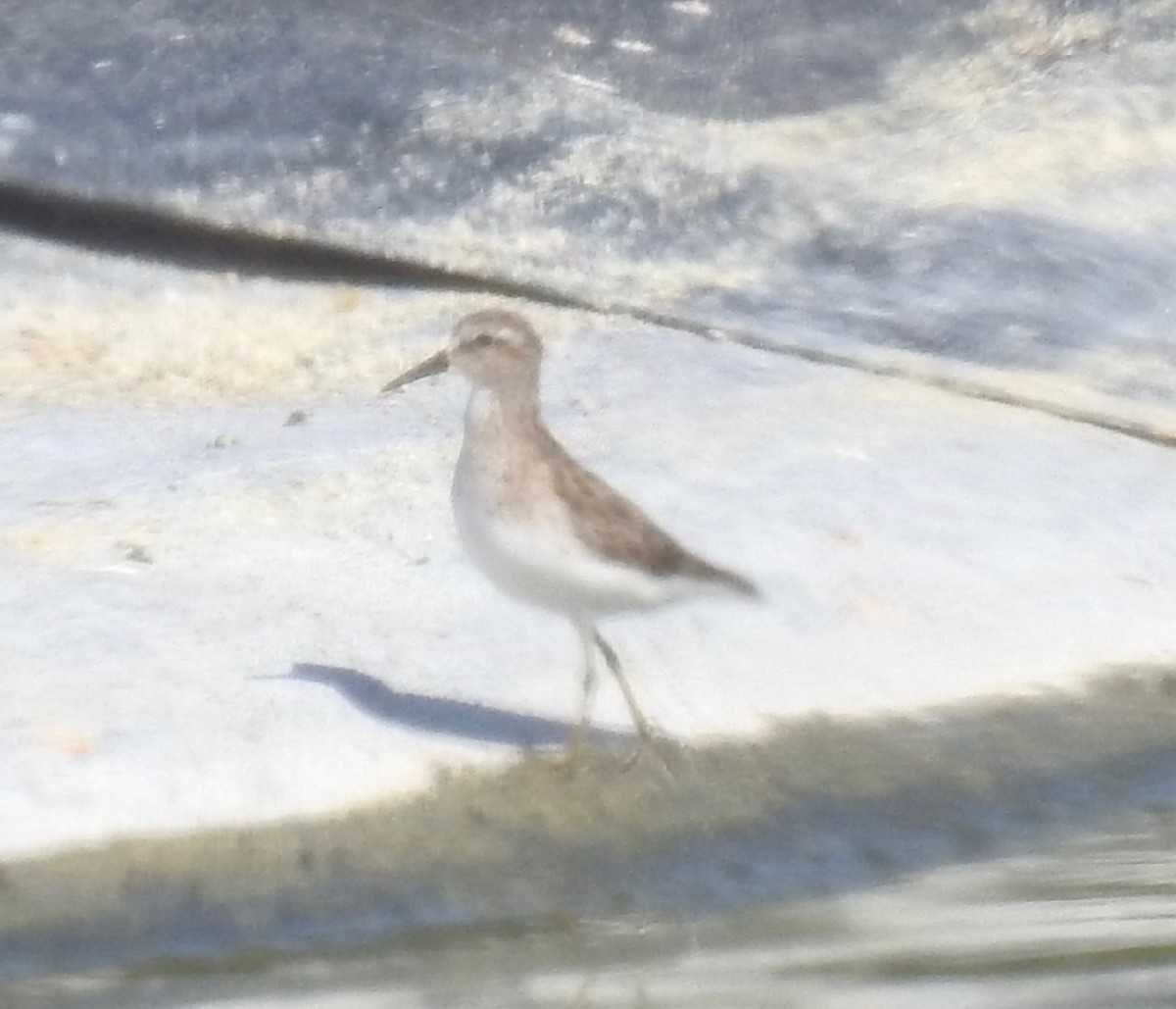 Least Sandpiper - alice horst