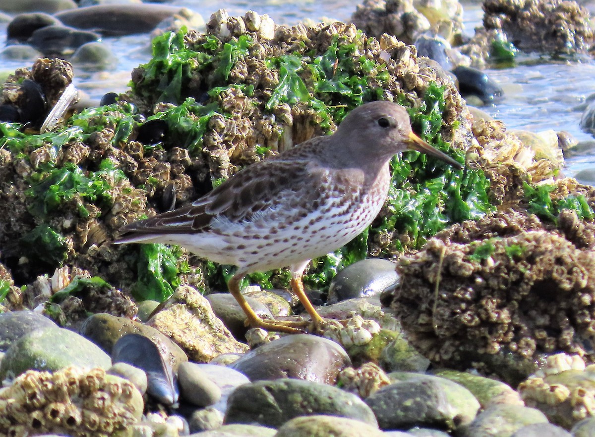 Rock Sandpiper - ML533130411