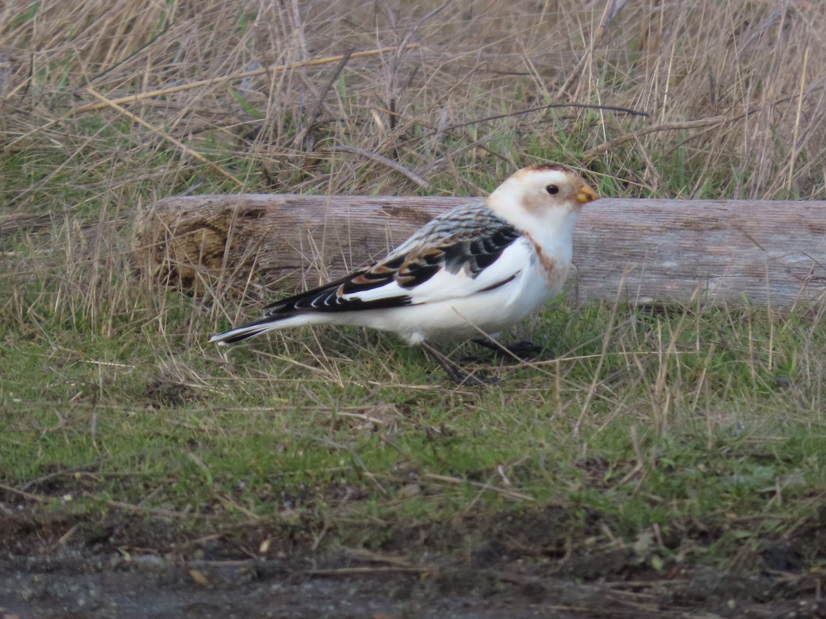 Snow Bunting - ML533130801