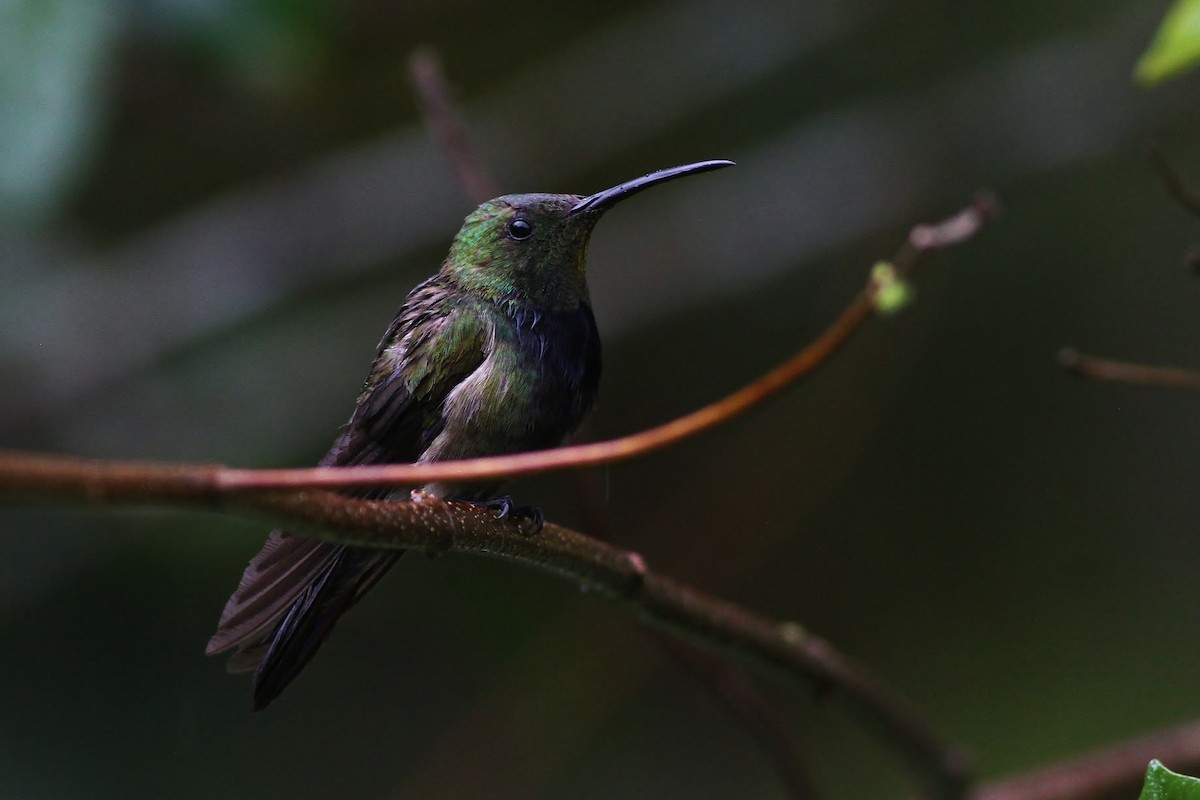 Puerto-Rico-Mangokolibri - ML53313091