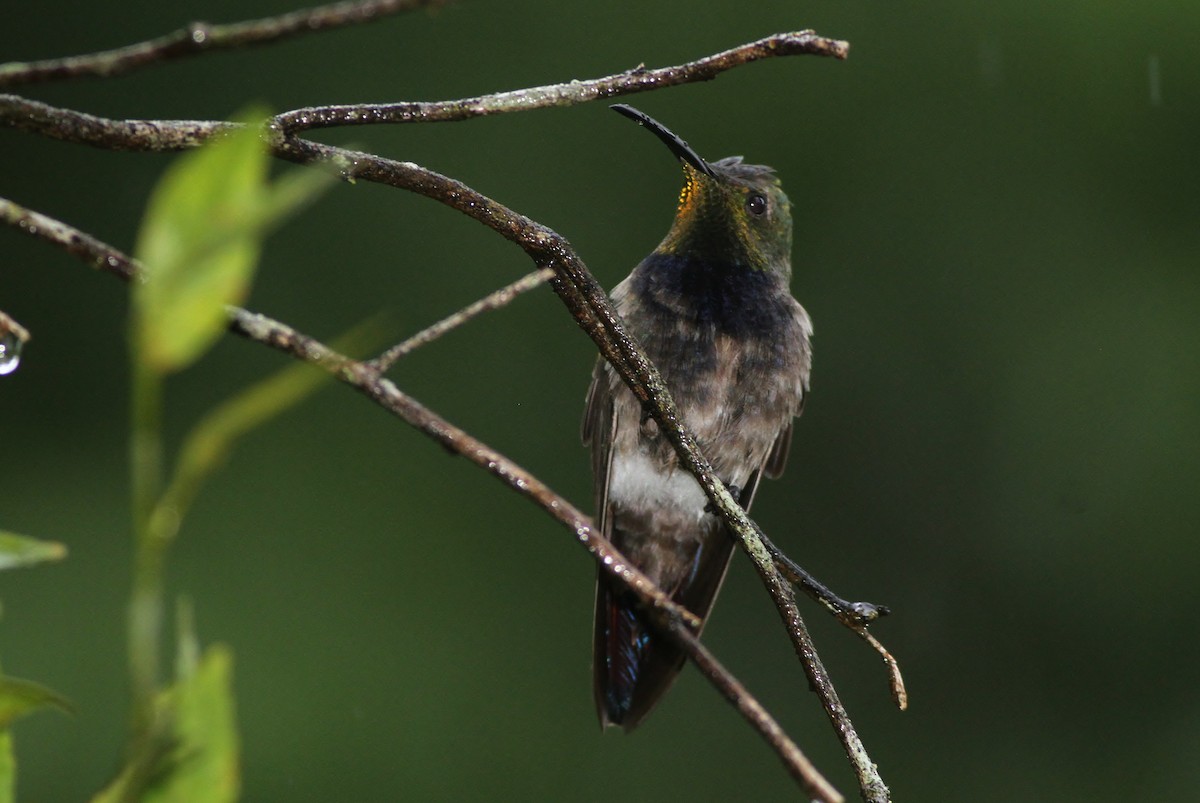 kolibřík tmavoprsý - ML53313101