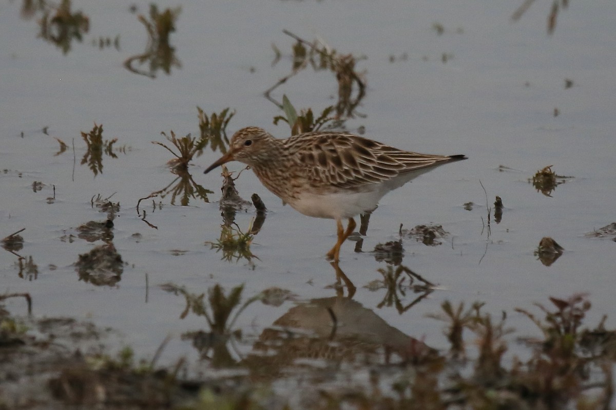 Pectoral Sandpiper - Ron Sempier