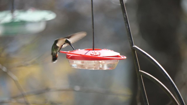 Green-breasted Mango - ML533132111