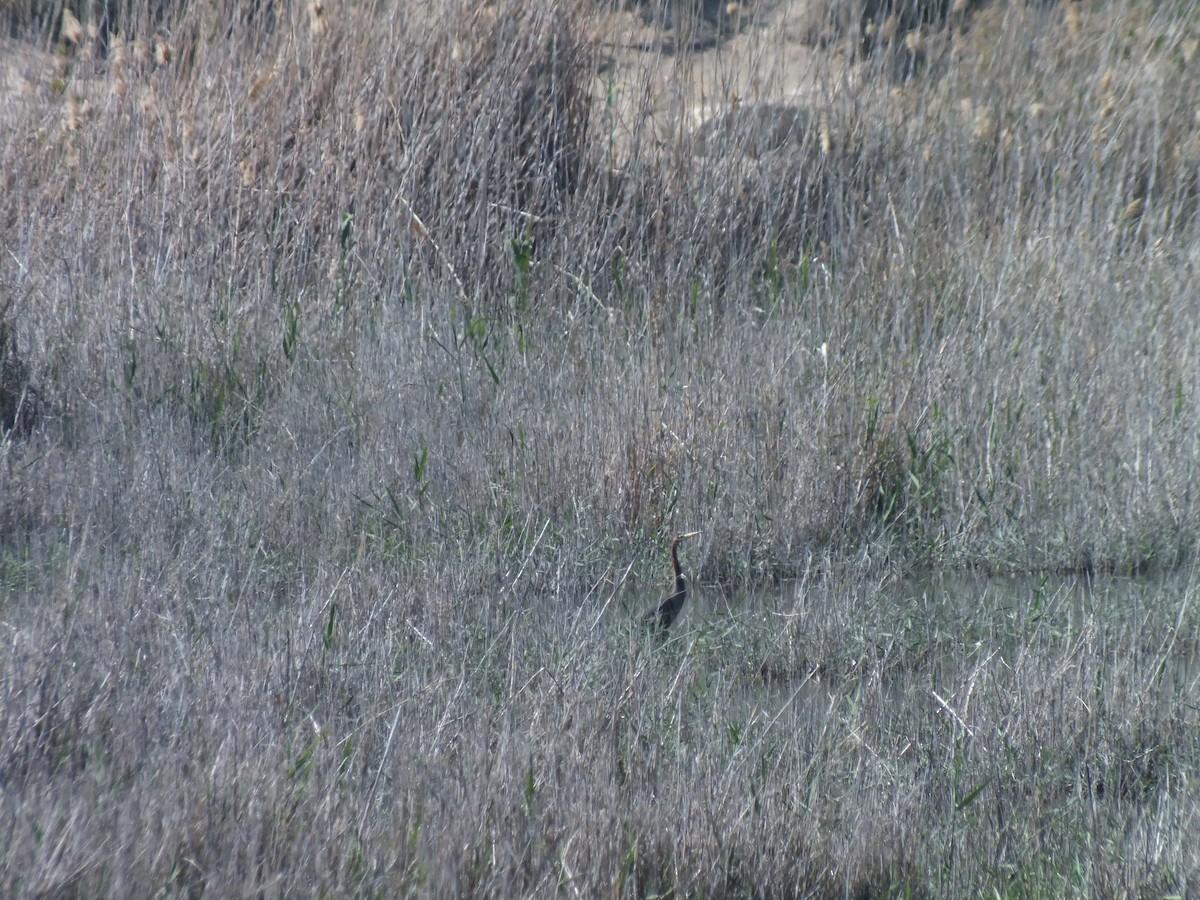 Purple Heron - ML53313221