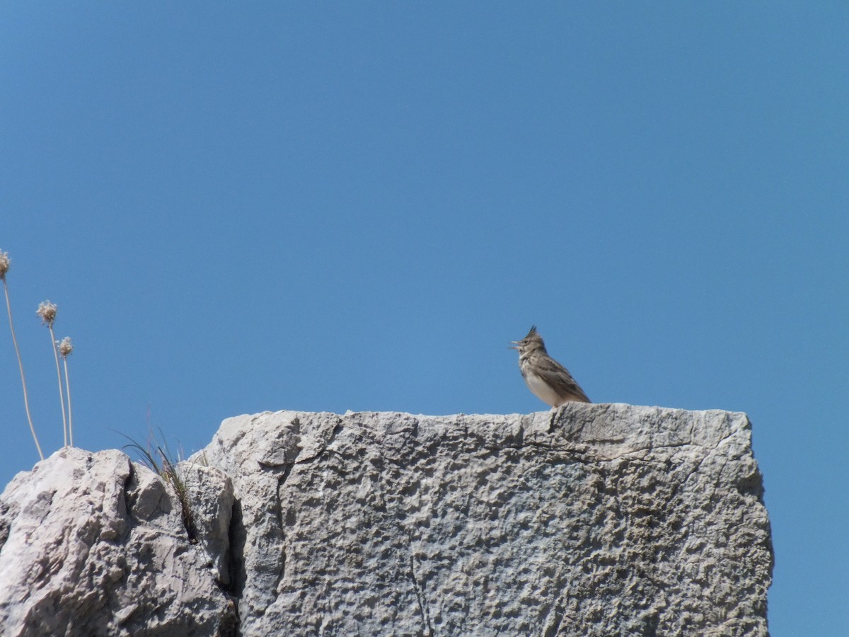 Crested Lark - ML53313341