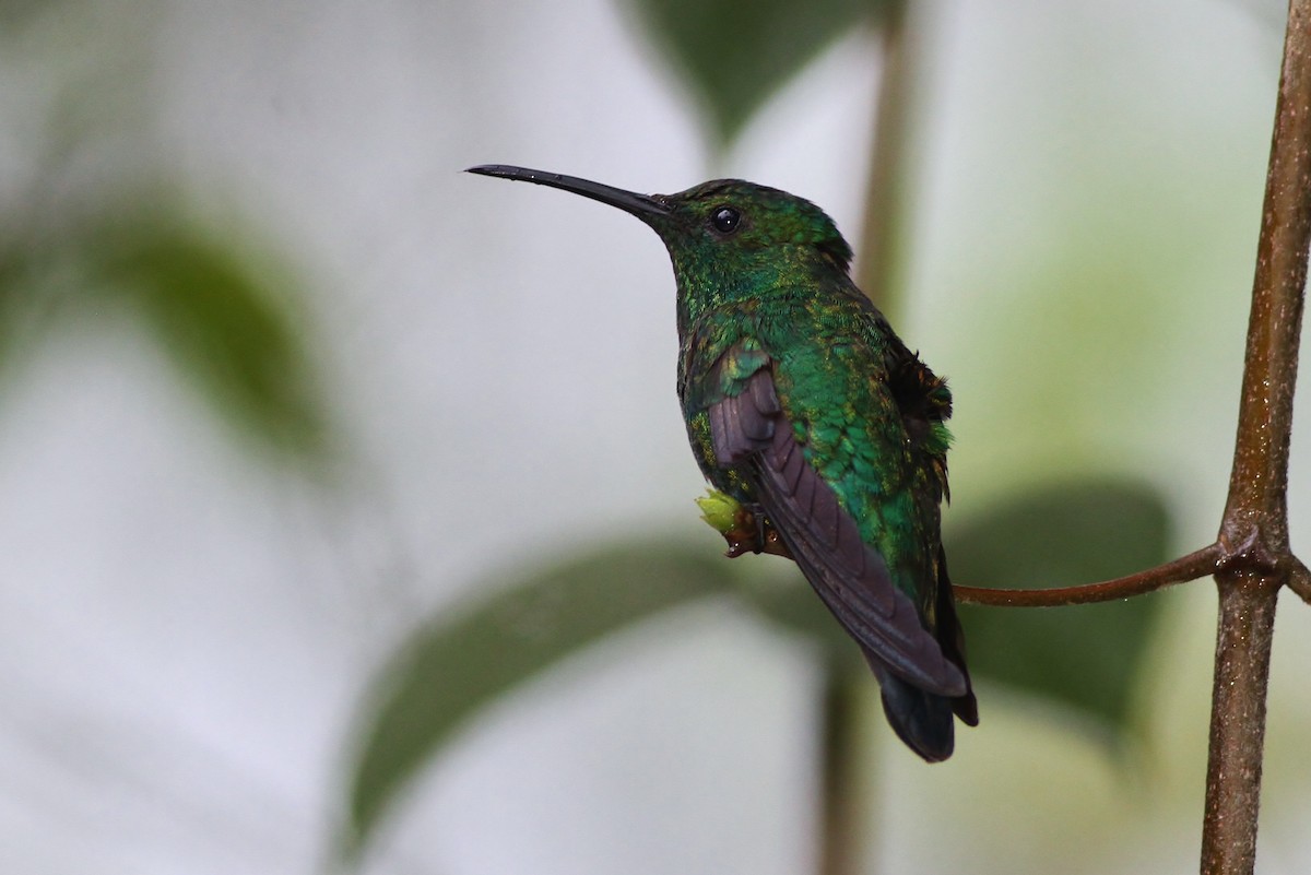 kolibřík smaragdový - ML53313371