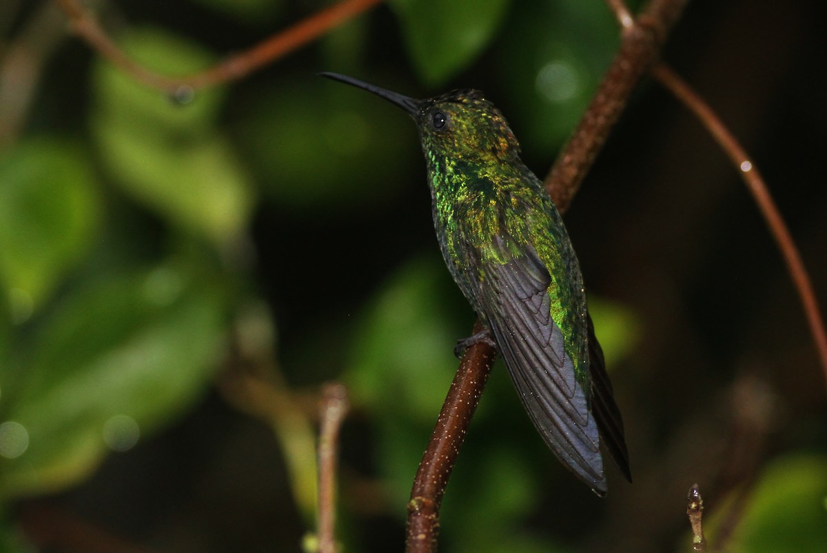 kolibřík smaragdový - ML53313381