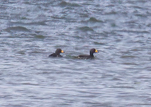 Black Scoter - ML533133911