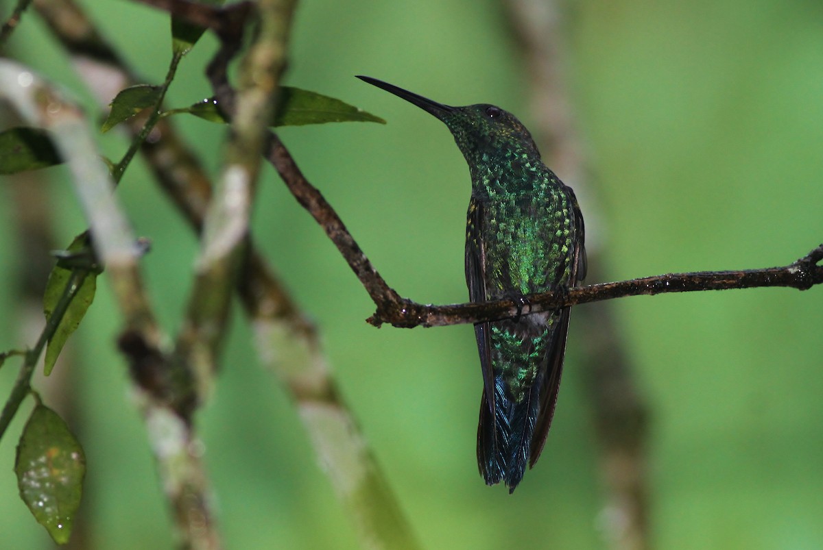 Green Mango - Alex Lamoreaux