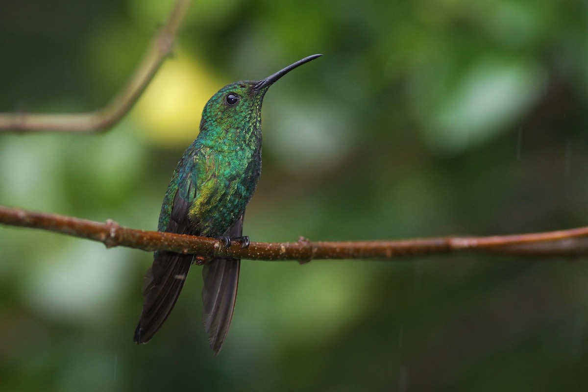 kolibřík smaragdový - ML53313461