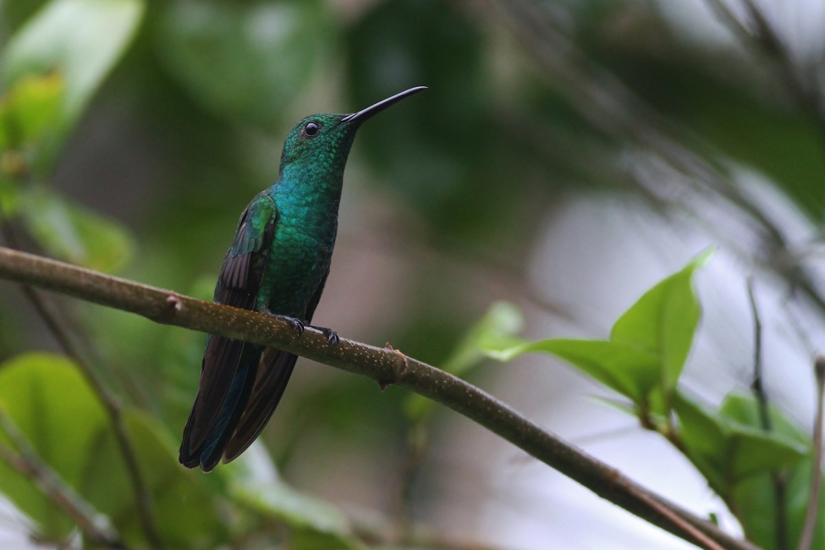 kolibřík smaragdový - ML53313471