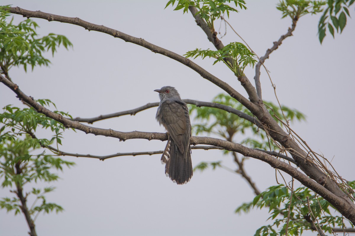 Plaintive Cuckoo - ML533135881