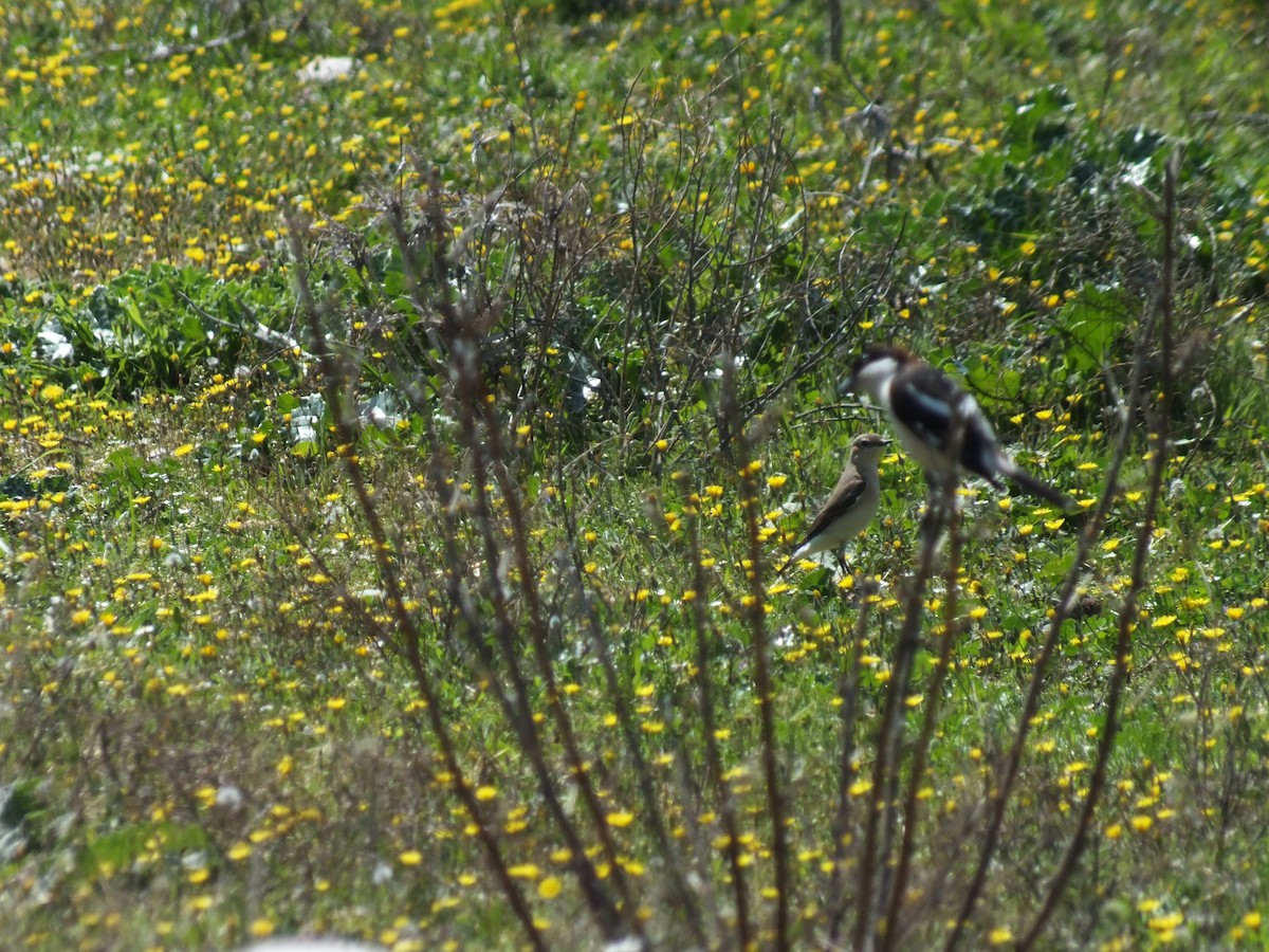 Woodchat Shrike - ML53313651