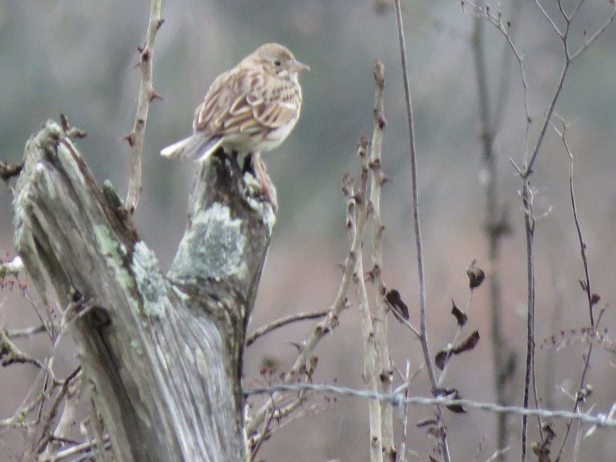Vesper Sparrow - ML533138041