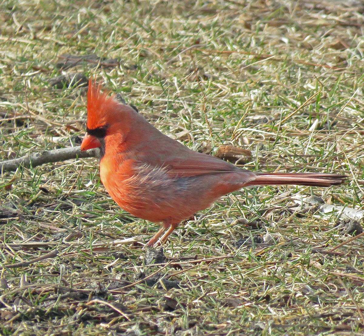 Cardinal rouge - ML533138081