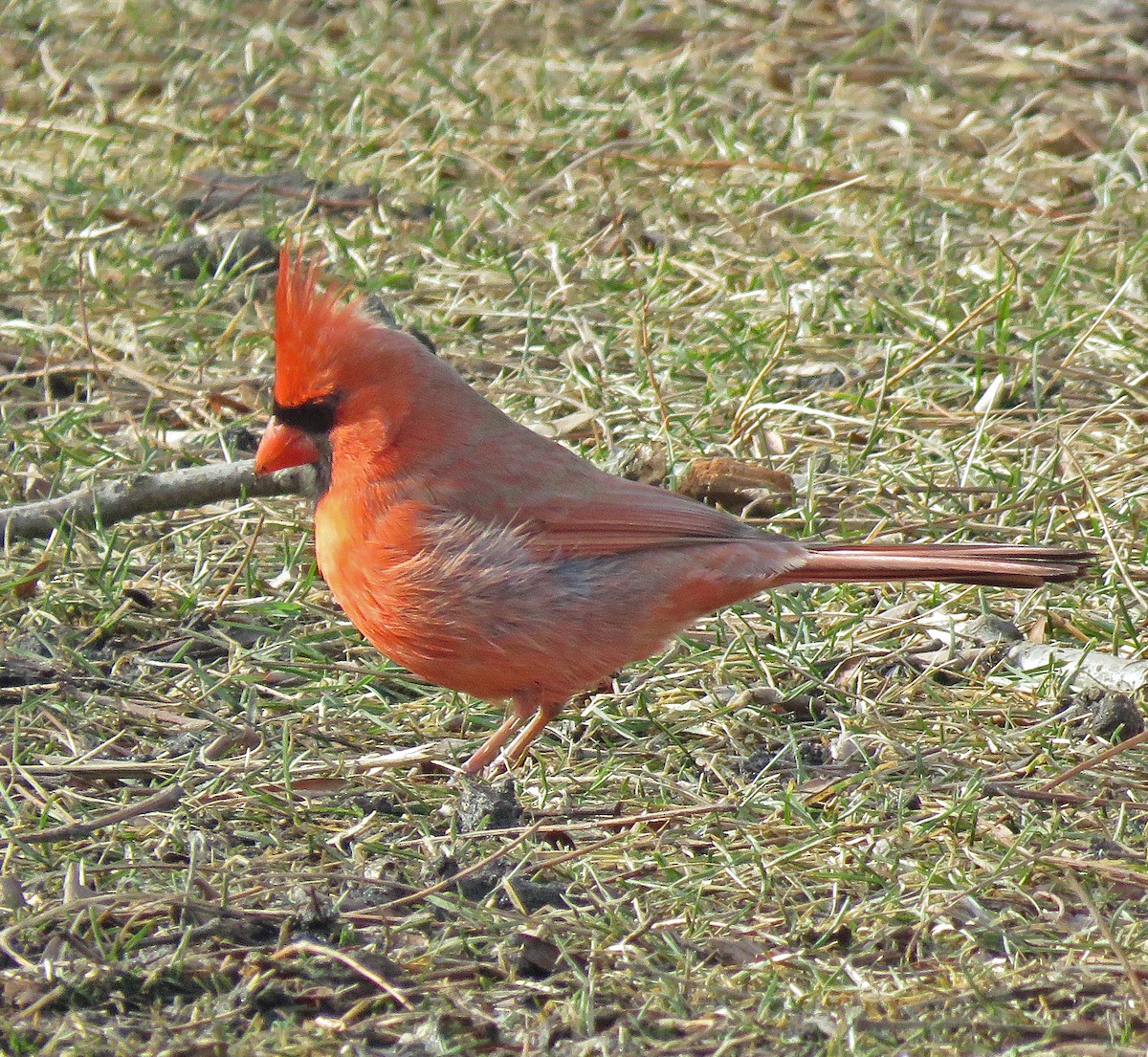 Northern Cardinal - ML533138081