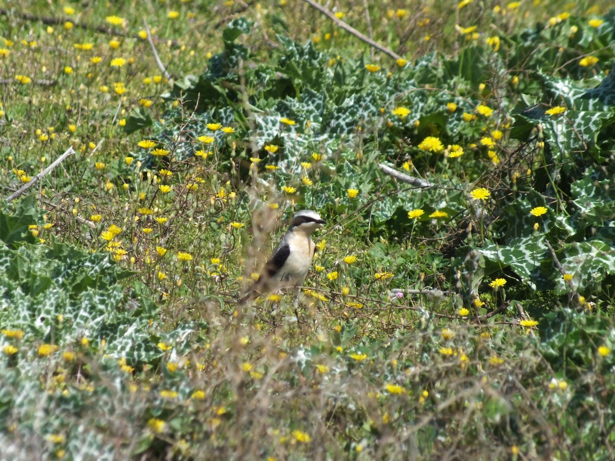 Northern Wheatear - ML53313831