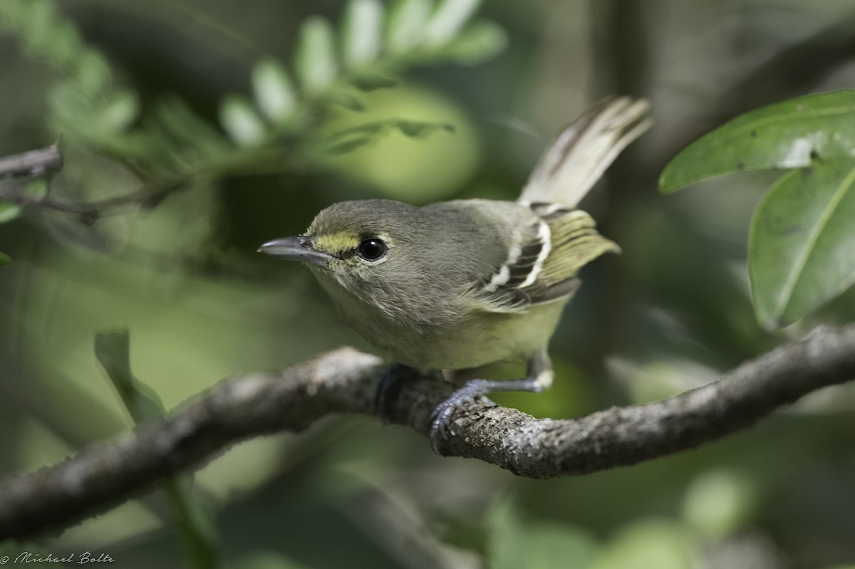 Thick-billed Vireo - Michael Bolte