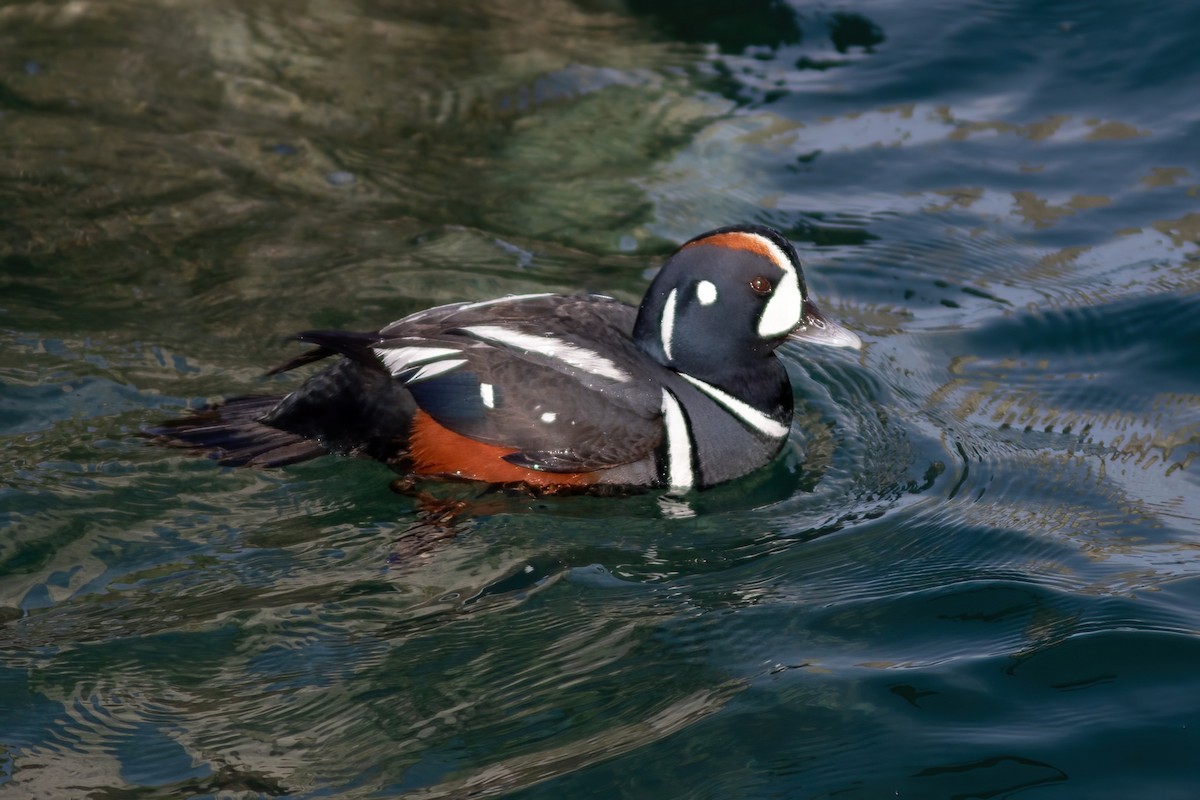 Harlequin Duck - ML533140631