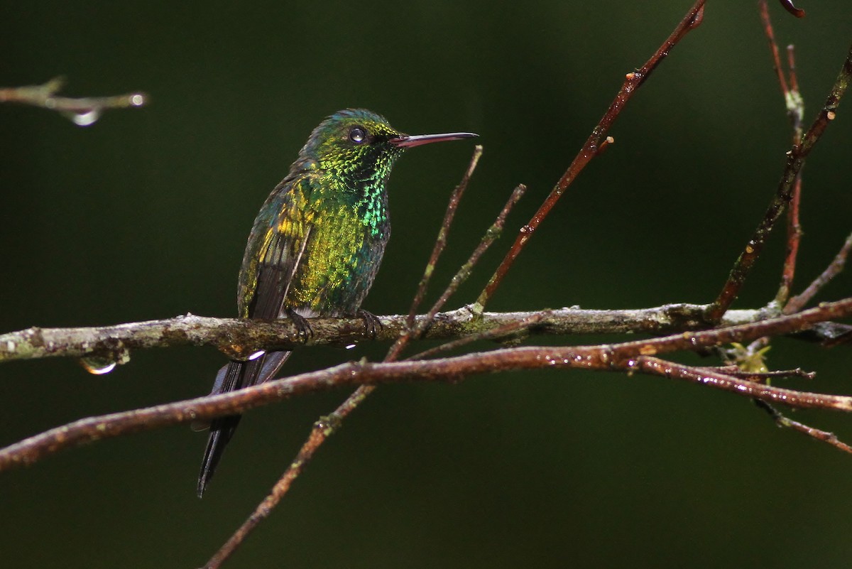 Puerto Rican Emerald - ML53314111