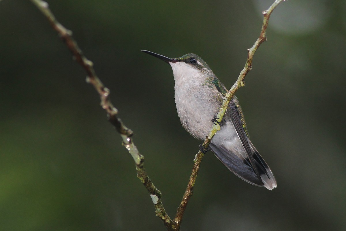 Puerto-Rico-Smaragdkolibri - ML53314121