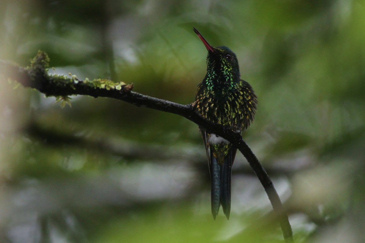 Puerto Rican Emerald - ML53314131