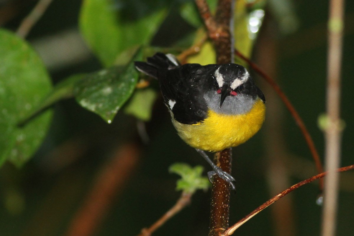 マミジロミツドリ（portoricensis グループ） - ML53314241