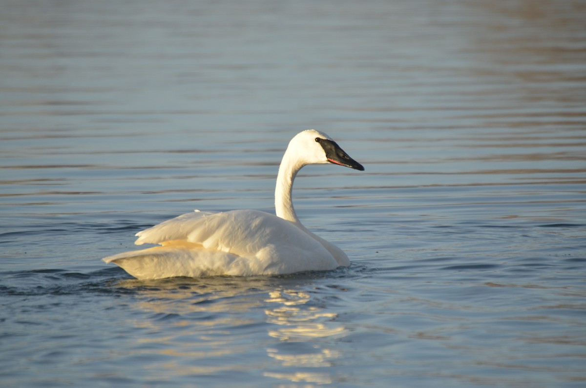 Trumpeter Swan - ML533142491