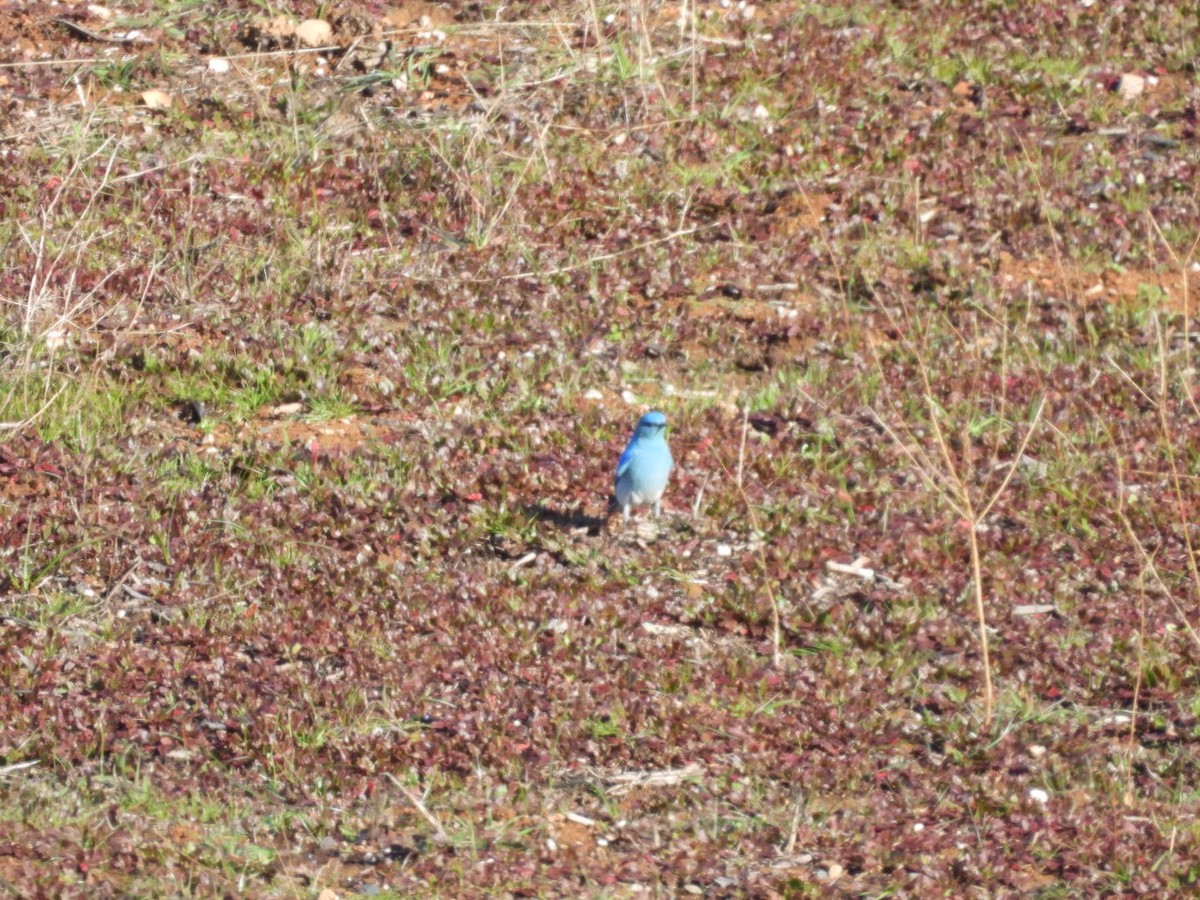 Mountain Bluebird - Jim Davis