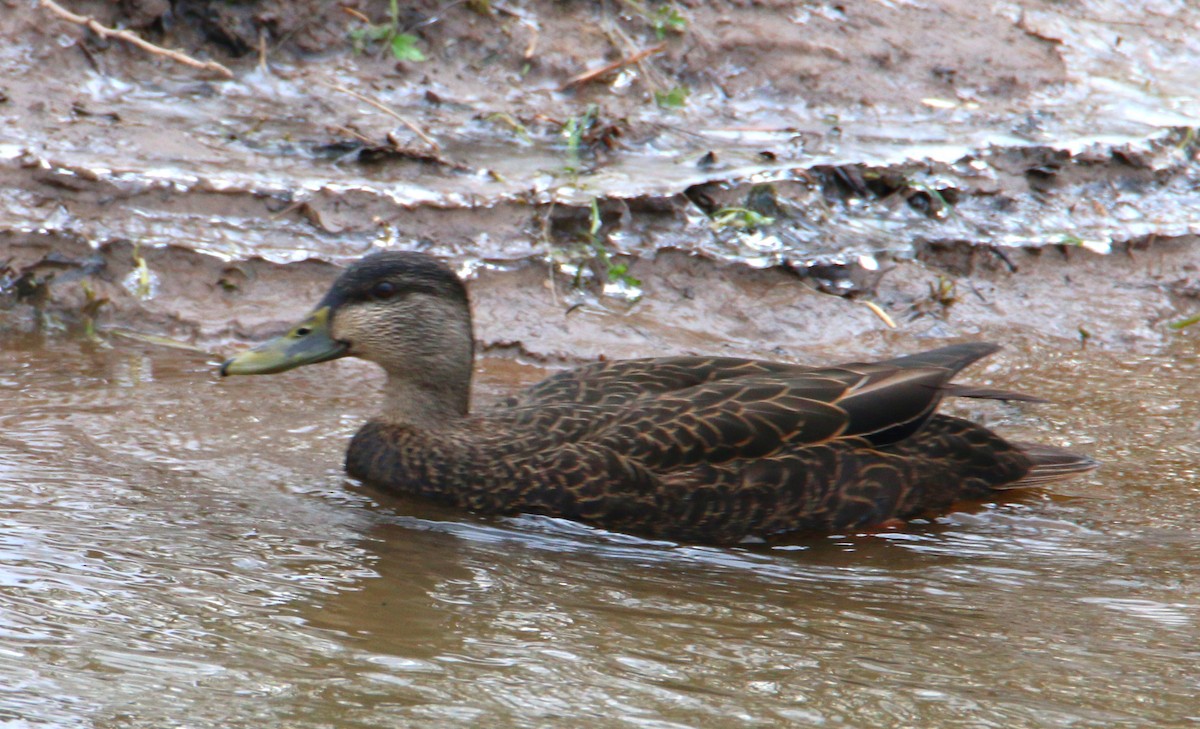 Canard noir - ML533143211