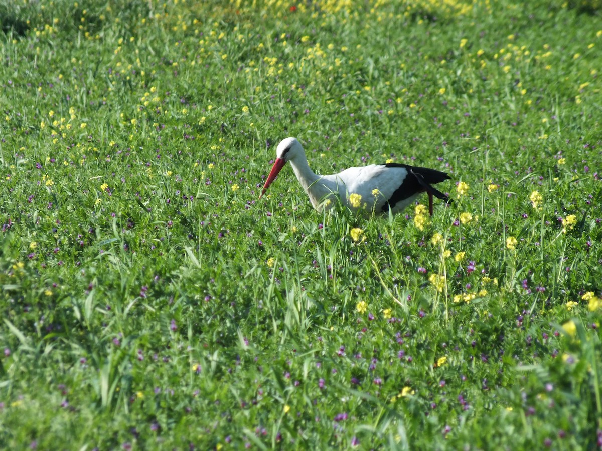 White Stork - ML53314381