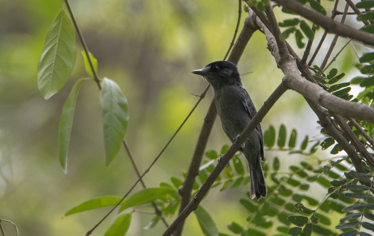 Slaty Becard - ML533144501