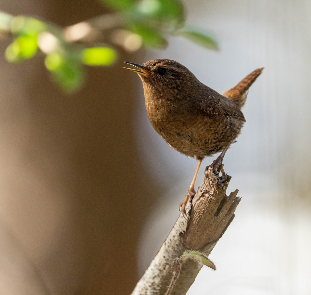 Pacific Wren - Patti Koger