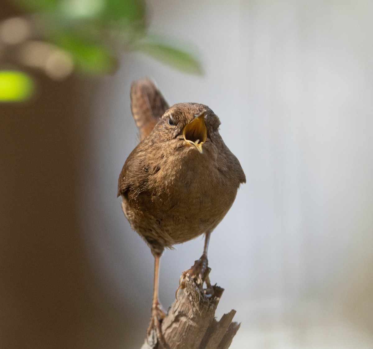 Pacific Wren - ML533144881