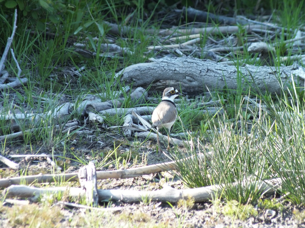 Little Ringed Plover - ML53314521
