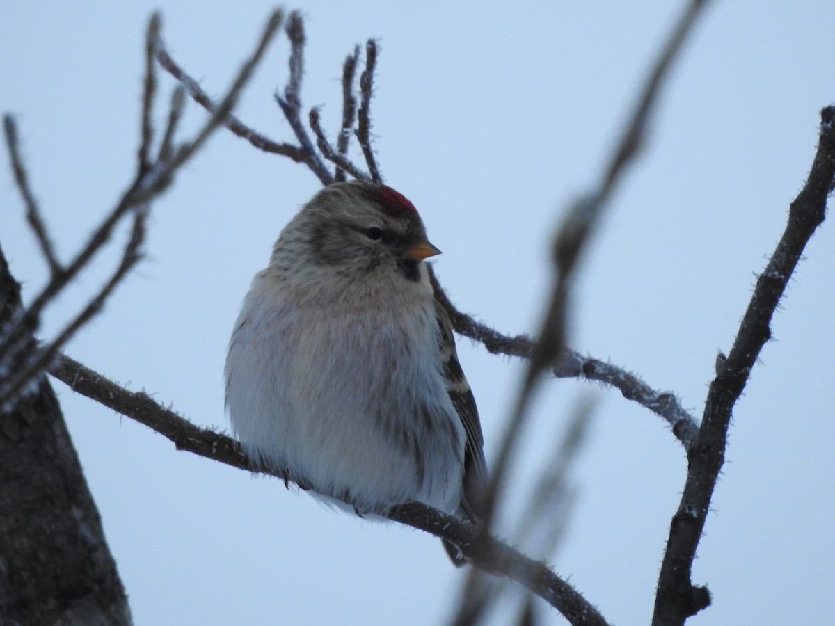 Hoary Redpoll - ML533145381