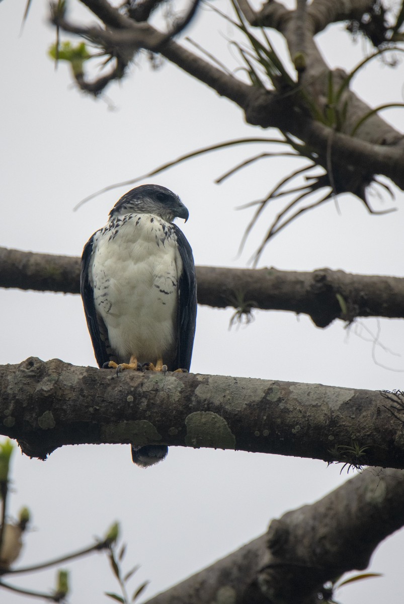 Gray-backed Hawk - ML533145811