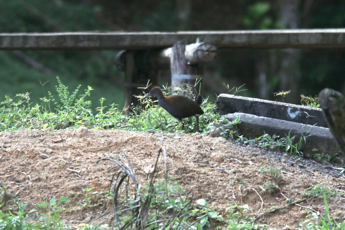 Slaty-breasted Wood-Rail - ML533145871