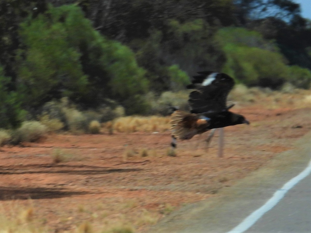 Black-breasted Kite - ML533145891