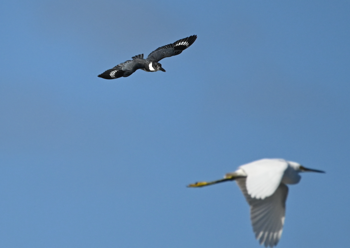 Belted Kingfisher - ML533146401