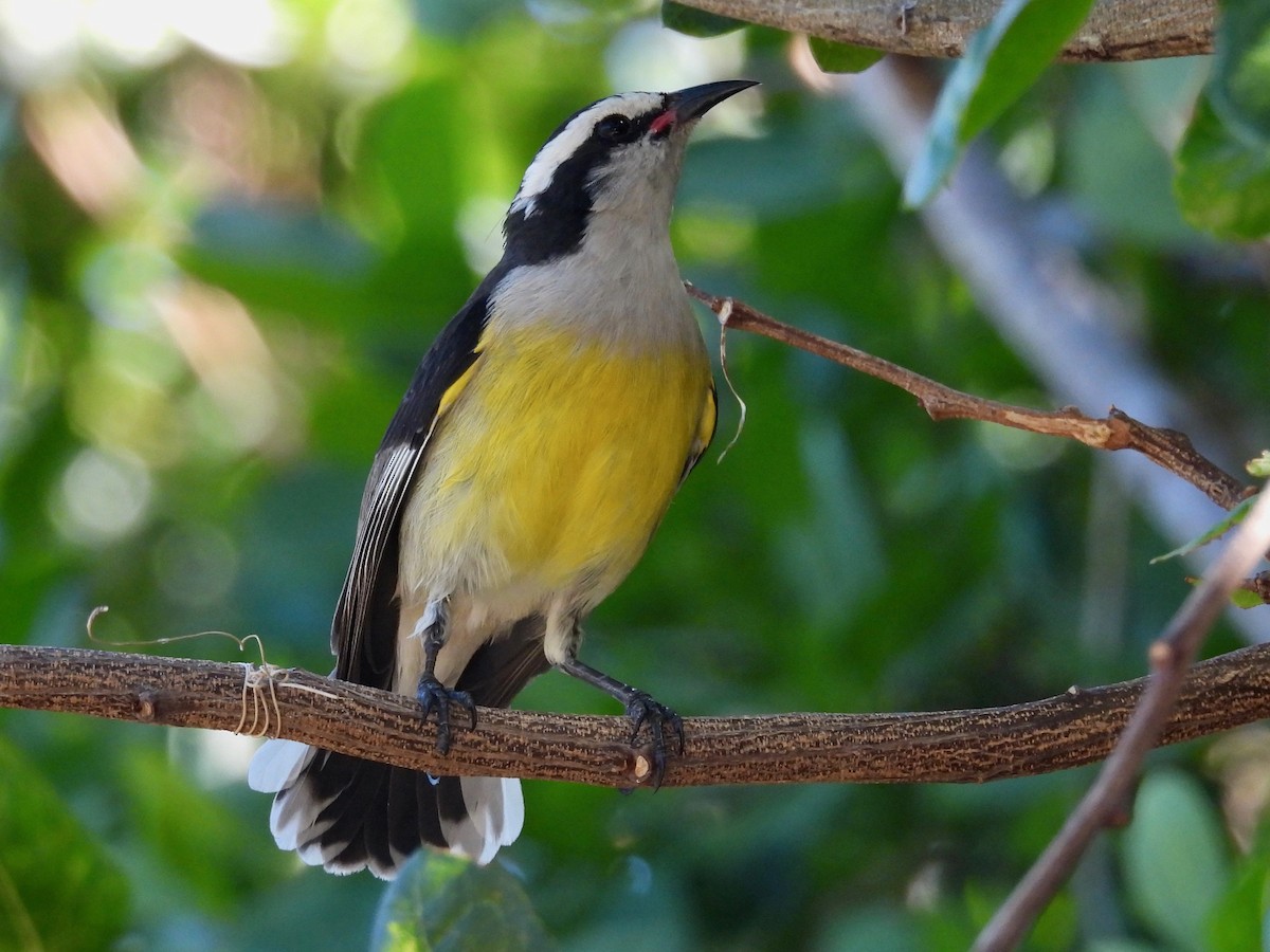 Bananaquit (Bahamas) - ML533146451